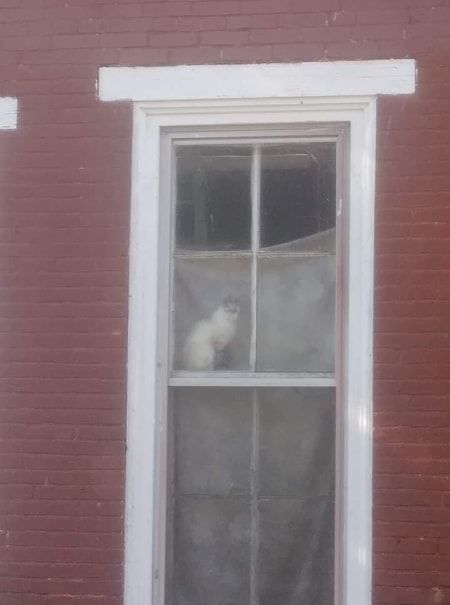 Photo of cat in window at Jersey Shore partially collapsed building - Bellabon's